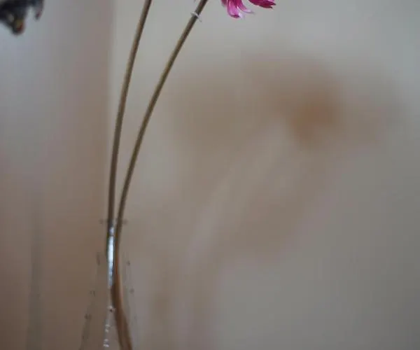 Rural El Zaguan 酒店 莱尔马